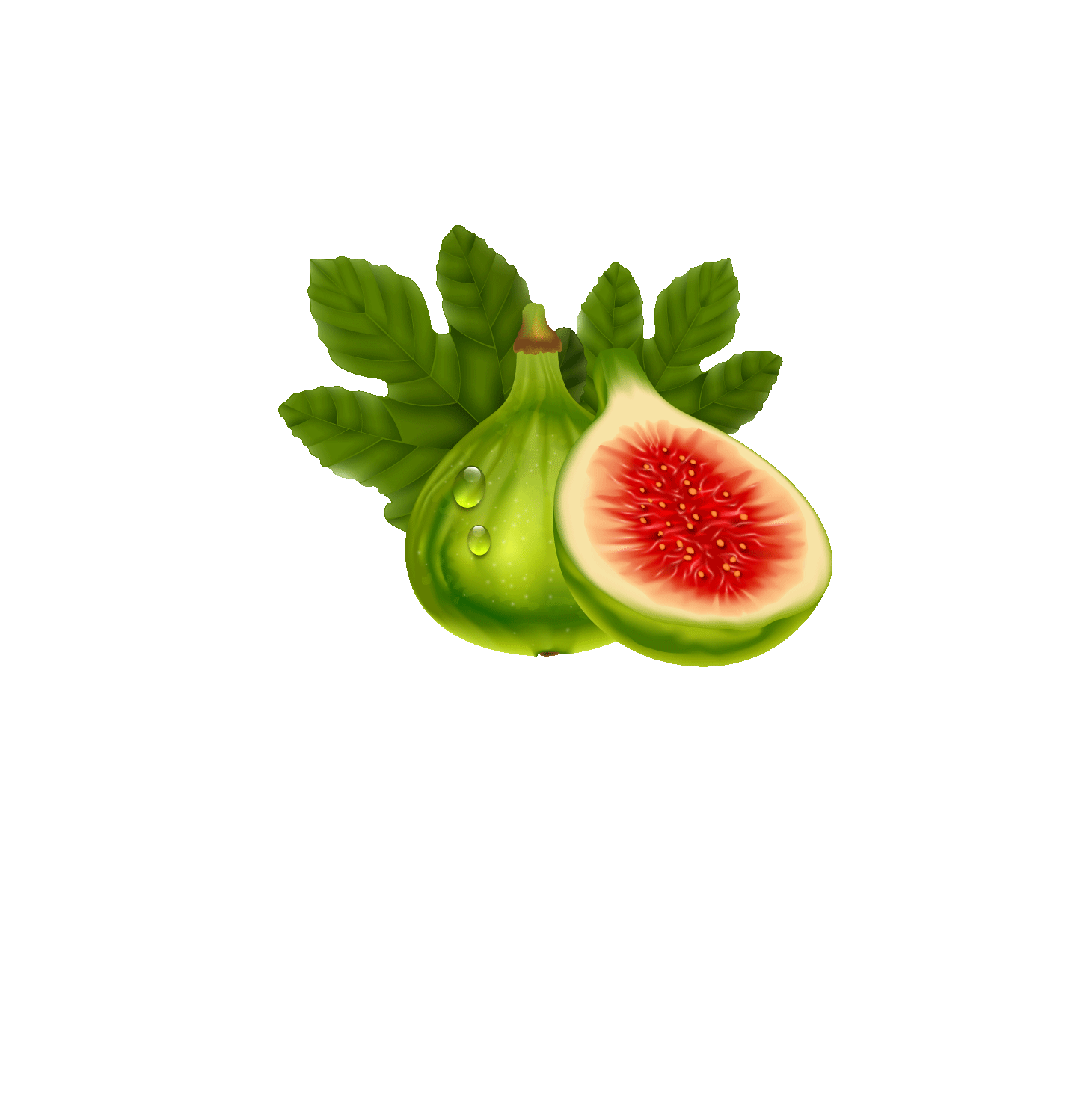 Ametchin Fig Plant - كرموس السند