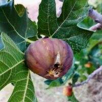 Ametchin-harouni-fig