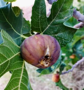 Ametchin-harouni-fig