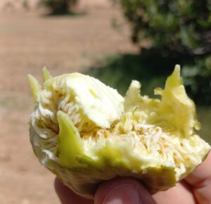 IMG-20230627-WA0014