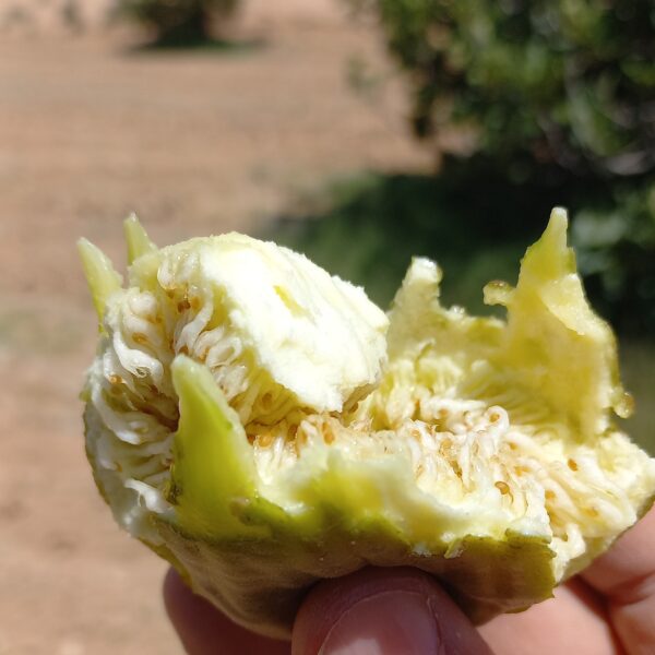 الصورة الثانية لـ تين الهاروني