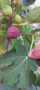 ametchin-Feltes-Fig