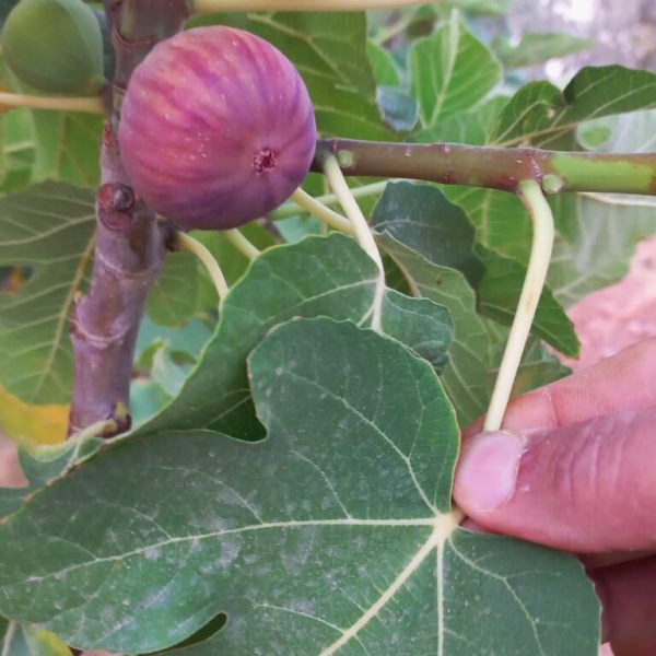 تين الفلتاس