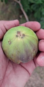 ametchin-Hamray-Fig