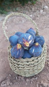 ametchin-Zidy-Fig