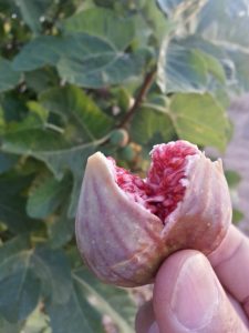 ametchin-azreg-fig