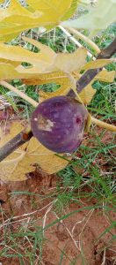 ametchin-french-soltani-fig