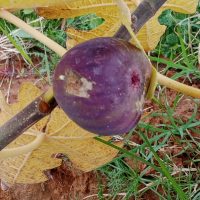 ametchin-french-soltani-fig