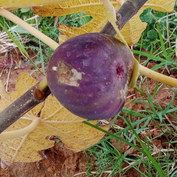 تين السلطاني الفرنسي