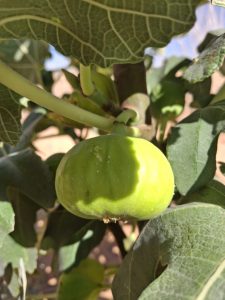 ametchin-jassem-fig