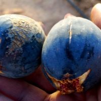 ametchin-kahli-wardanine-fig