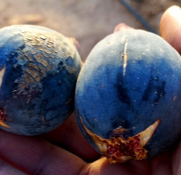 تين كحلي الوردانين