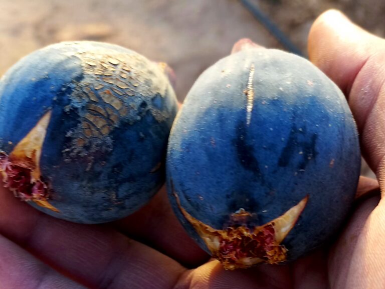 تين كحلي الوردانين