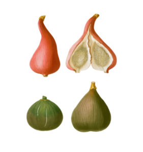 ametchin-male-fig