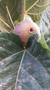 ametchin-mouder-fig