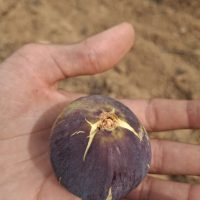 ametchin-ong-h'mem-fig