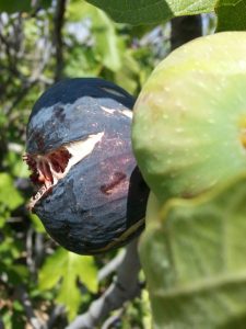 ametchin-swidi-fig