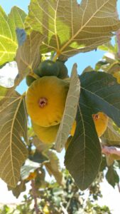 Ametchin-fig-breaber