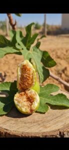 Ametchin-fig-assalboudchich
