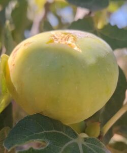 Ametchin-fig-mlouki