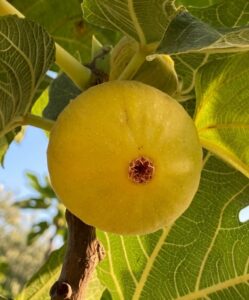 Ametchin-fig-plant-bayoudhi